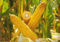 Hibridul de porumb Amadeo