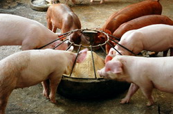 Cerealele in hrana porcilor