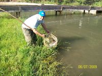 Pastravaria care comercializeaza pastravi, puiet de pastrav si furaj de calitate pentru pesti