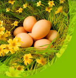 Savurati oul ecologic (bio) de Ardeal !