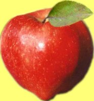 Pepiniere calificate