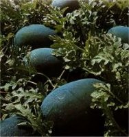 Tehnologii de cultura si hibrizi noi de pepeni