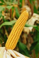 Noua oferta de porumb – SUMIAGRO ROMANIA