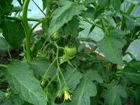 Calendar de fertilizare la tomate solar