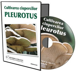 Cultivarea ciupercilor Pleurotus