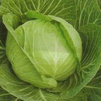 Tekila F1 – hibrid de varza