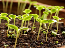 A inceput sezonul producerii rasadurilor