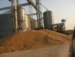 Productii record de grau in 2011 la soiul Boema