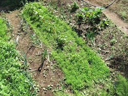 Trifoiul alb, mulciul viu dintre randurile de legume