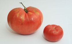 Soiuri rustice de rosii uriase