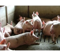 Furaj care asigura spor maxim la porci