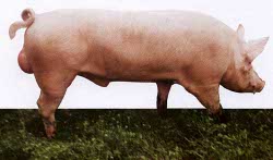 Rasa de porci Marele Alb