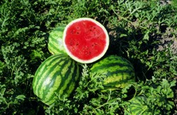 Pepenii verzi CRISBY F1