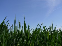 Stimularea graului cu ingrasamant foliar ecologic