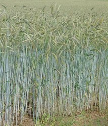 Soiul de secara Suceveana