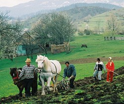 Un ordin emis dupa ureche