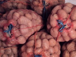 Cantitati mari de cartofi autohtoni se deterioreaza in depozite