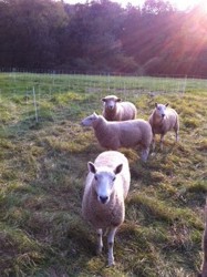 Rasa de ovine Cheviot