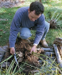 Inmultirea prin despartirea sau divizarea tufelor la flori