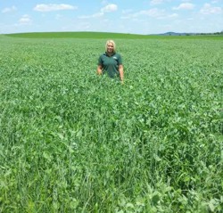 Cultura furajera anuala de mazare si ovaz