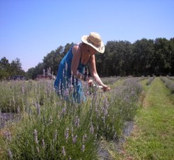 Plantele medicinale si aromatice in asolamentul de camp