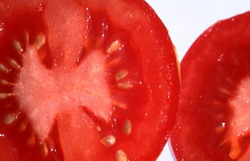 Obtinerea semintelor din rosiile mature