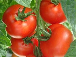 Sere de legume incalzite cu stuf