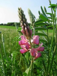 Onobrychis viciifolia 01