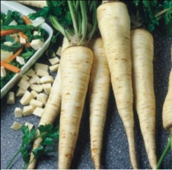 Soiuri de patrunjel pentru radacina inregistrate in tara noastra