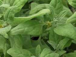 Spanacul de Noua Zeelanda