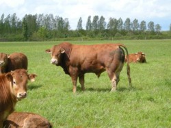 De la furca la furculita, solutia ideala in perioada de criza