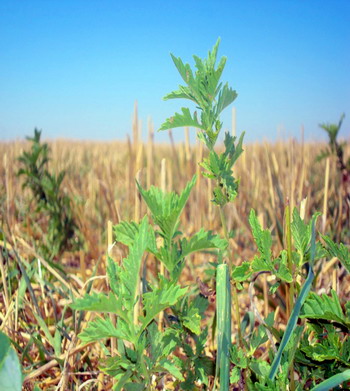 aplicarea-glifosatului-1