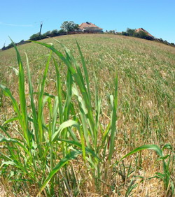 Igienizarea miristilor prin aplicarea GLIFOSATULUI