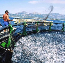 aquaculture