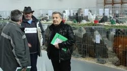 Curs de arbitru de gaini