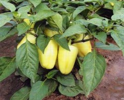 Irigarea, fertilizarea faziala si tratamentele la cultura de ardei gras