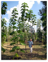 3500 ha de “arbori minune” vor fi in vestul tarii