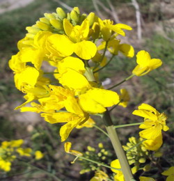 Solutii inovatoare in cultura rapitei de toamna