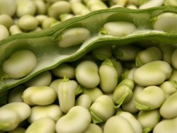 Promovarea culturilor proteice