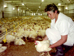 Suplimentarea sprijinului financiar in favoarea bunastarii pasarilor