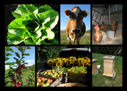 Provocari si oportunitati in dezvoltarea rurala in perioada 2014 – 2020