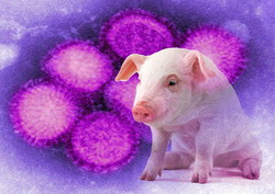 Noi cazuri de gripa porcina in SUA