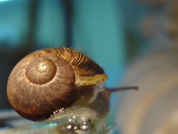 Cresterea melcilor in baterii