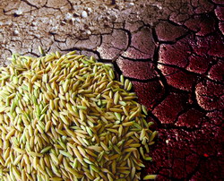 Seceta mondiala – Peste 20 000 de producatori de cereale afectati