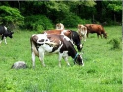 Pasunatul bovinelor si ritmul circadian