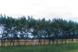 Sistemul national de perdele forestiere de protectie