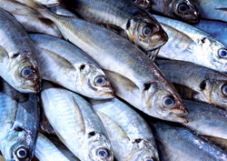 Comisia Europeana a decis reducerea cotei de pescuit pentru 2012