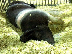 pig-at-the-fair-8-12-592x444