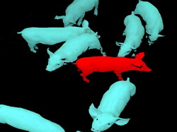 Comportamentul problematic la porcine