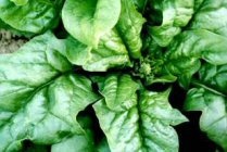 Soiuri romanesti de spanac